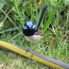 Malurus cyaneus (Superb Fairywren) at Braidwood, NSW - 6 Oct 2023 by MatthewFrawley