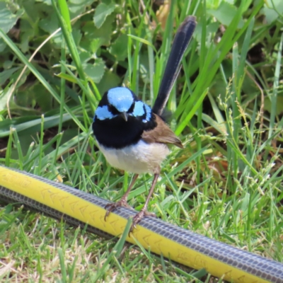 Malurus cyaneus (Superb Fairywren) at Braidwood, NSW - 6 Oct 2023 by MatthewFrawley