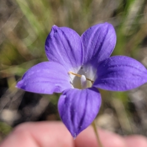 Wahlenbergia stricta subsp. stricta at Monteagle, NSW - 7 Oct 2023