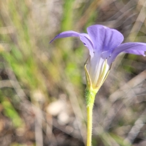 Wahlenbergia stricta subsp. stricta at Monteagle, NSW - 7 Oct 2023