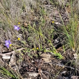 Wahlenbergia stricta subsp. stricta at Monteagle, NSW - 7 Oct 2023