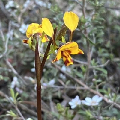 Diuris pardina (Leopard Doubletail) at Mount Jerrabomberra QP - 7 Oct 2023 by Steve_Bok