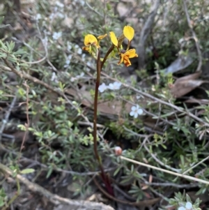 Diuris pardina at Jerrabomberra, NSW - 7 Oct 2023