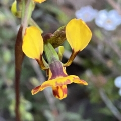 Diuris pardina at Jerrabomberra, NSW - 7 Oct 2023