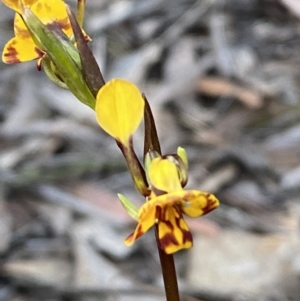 Diuris pardina at Jerrabomberra, NSW - 7 Oct 2023