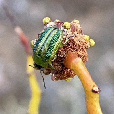 Calomela bartoni (Acacia Leaf Beetle) at Mount Jerrabomberra QP - 7 Oct 2023 by Steve_Bok