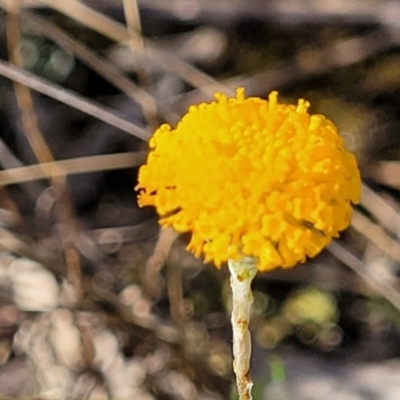 Leptorhynchos squamatus subsp. squamatus (Scaly Buttons) at Monteagle, NSW - 7 Oct 2023 by trevorpreston