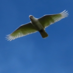 Cacatua sanguinea at Braidwood, NSW - 6 Oct 2023