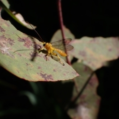 Xanthopimpla sp. (genus) (A yellow Ichneumon wasp) at Murrumbateman, NSW - 7 Oct 2023 by SimoneC