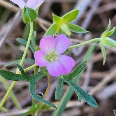 Geranium sp.3 at Monteagle, NSW - 7 Oct 2023 by trevorpreston