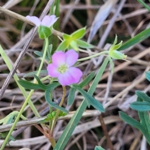 Geranium sp.3 at Monteagle, NSW - 7 Oct 2023