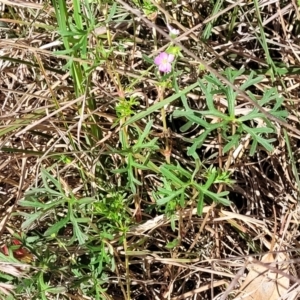 Geranium sp.3 at Monteagle, NSW - 7 Oct 2023