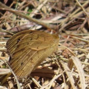 Heteronympha merope at Braidwood, NSW - 7 Oct 2023 12:49 PM