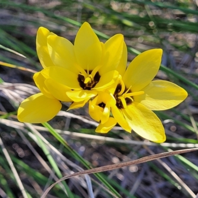 Ixia sp. at Monteagle Cemetery - 7 Oct 2023 by trevorpreston