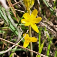 Bulbine bulbosa (Golden Lily, Bulbine Lily) at Monteagle Cemetery - 7 Oct 2023 by trevorpreston