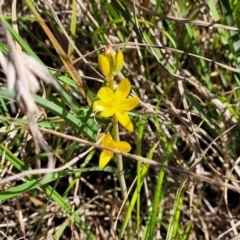 Bulbine bulbosa at Monteagle, NSW - 7 Oct 2023