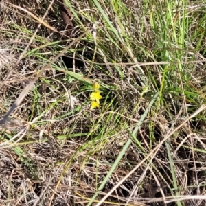 Bulbine bulbosa at Monteagle, NSW - 7 Oct 2023