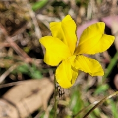 Goodenia pinnatifida (Scrambled Eggs) at Monteagle, NSW - 7 Oct 2023 by trevorpreston