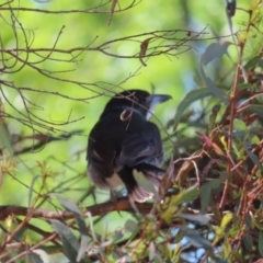 Cracticus torquatus (Grey Butcherbird) at Braidwood, NSW - 7 Oct 2023 by MatthewFrawley