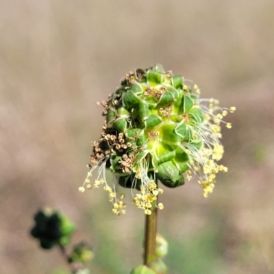 Sanguisorba minor (Salad Burnet, Sheep's Burnet) at Monteagle Cemetery - 7 Oct 2023 by trevorpreston