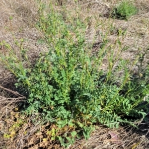 Sanguisorba minor at Monteagle, NSW - 7 Oct 2023 04:28 PM