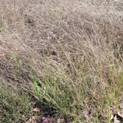 Themeda triandra at Monteagle, NSW - 7 Oct 2023 04:28 PM