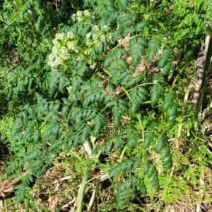 Conium maculatum at Thuddungra, NSW - 7 Oct 2023