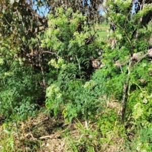 Conium maculatum at Thuddungra, NSW - 7 Oct 2023