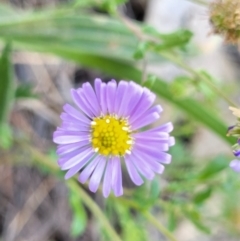 Calotis cuneifolia (Purple Burr-daisy) at Thuddungra, NSW - 7 Oct 2023 by trevorpreston