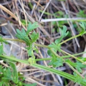 Calotis cuneifolia at Thuddungra, NSW - 7 Oct 2023