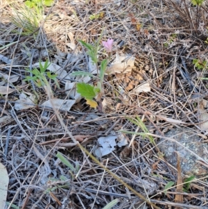 Convolvulus angustissimus subsp. angustissimus at Fraser, ACT - 7 Oct 2023