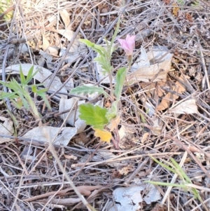 Convolvulus angustissimus subsp. angustissimus at Fraser, ACT - 7 Oct 2023 03:50 PM