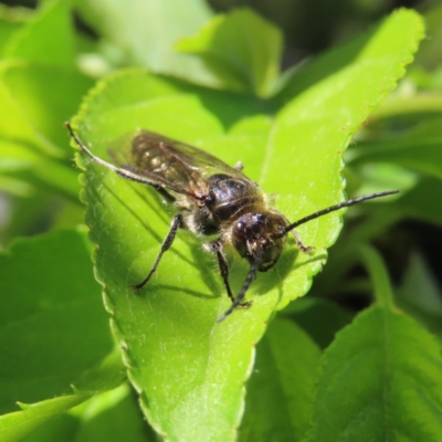 Tiphiidae (family) (Unidentified Smooth flower wasp) at Braidwood, NSW - 7 Oct 2023 by MatthewFrawley