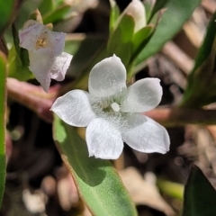 Eremophila debilis (Winter Apple) at Thuddungra, NSW - 7 Oct 2023 by trevorpreston