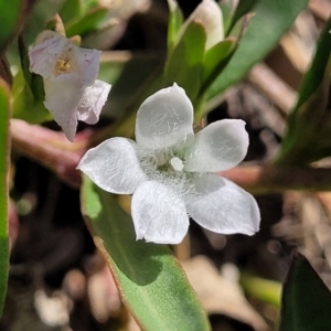 Eremophila debilis at Thuddungra, NSW - 7 Oct 2023