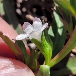 Eremophila debilis at Thuddungra, NSW - 7 Oct 2023