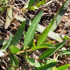 Eremophila debilis at Thuddungra, NSW - 7 Oct 2023