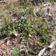 Eremophila debilis at Thuddungra, NSW - 7 Oct 2023