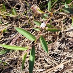 Eremophila debilis at Thuddungra, NSW - 7 Oct 2023