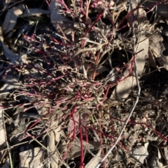 Einadia hastata (Berry Saltbush) at Bruce, ACT - 7 Oct 2023 by lyndallh