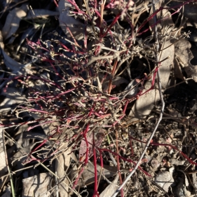 Einadia hastata (Berry Saltbush) at Bruce Ridge to Gossan Hill - 7 Oct 2023 by lyndallh