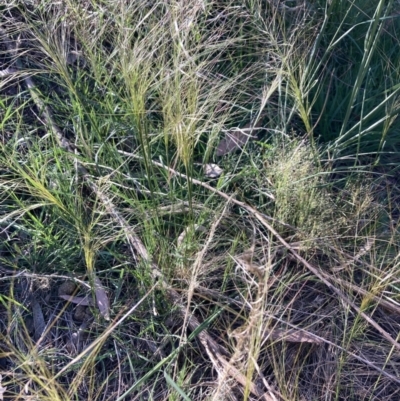 Austrostipa scabra subsp. falcata (Rough Spear-grass) at Bruce Ridge to Gossan Hill - 7 Oct 2023 by lyndallh