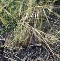 Austrostipa scabra subsp. falcata at Bruce, ACT - 7 Oct 2023