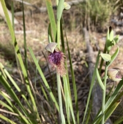 Calochilus platychilus (Purple Beard Orchid) at Bruce, ACT - 6 Oct 2023 by lyndallh