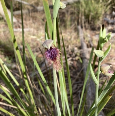 Calochilus platychilus (Purple Beard Orchid) at Bruce Ridge to Gossan Hill - 6 Oct 2023 by lyndallh