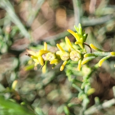 Maireana microphylla (Eastern Cottonbush) at Thuddungra, NSW - 7 Oct 2023 by trevorpreston