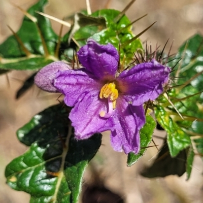 Solanum cinereum (Narrawa Burr) at Thuddungra, NSW - 7 Oct 2023 by trevorpreston
