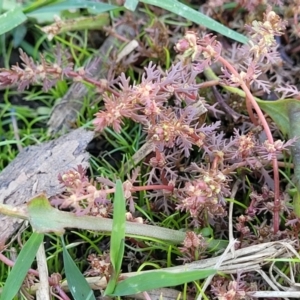 Myriophyllum verrucosum at Thuddungra, NSW - 7 Oct 2023