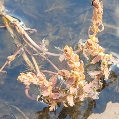 Myriophyllum verrucosum at Thuddungra, NSW - 7 Oct 2023