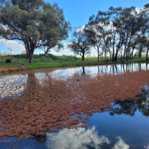 Myriophyllum verrucosum at Thuddungra, NSW - 7 Oct 2023